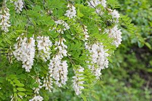 پرورش درخت اقاقیا - فوت و فن های باغبانی